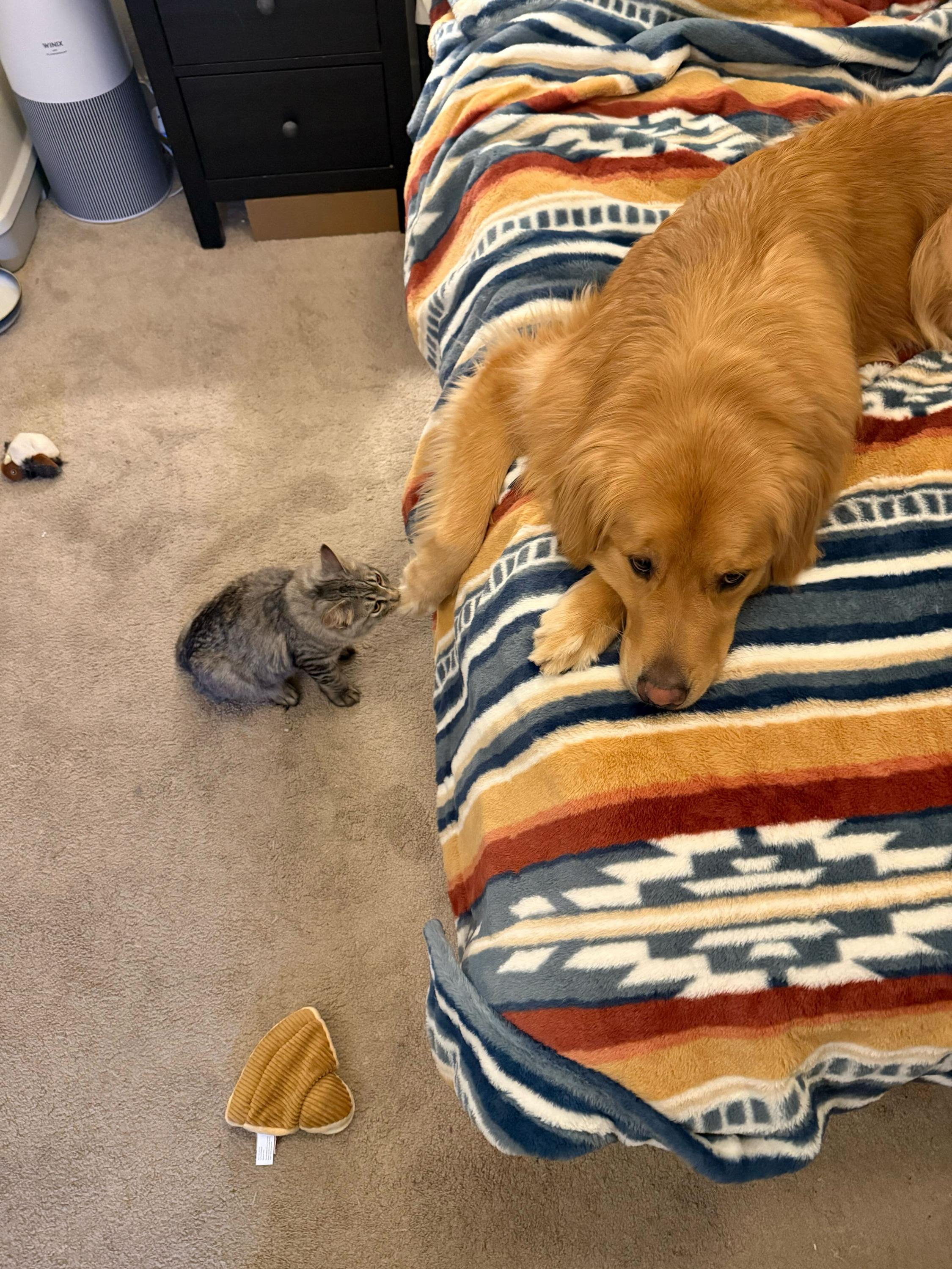 Flow and Graybie, ADOPTABLE, Kitten Female Domestic Short Hair.