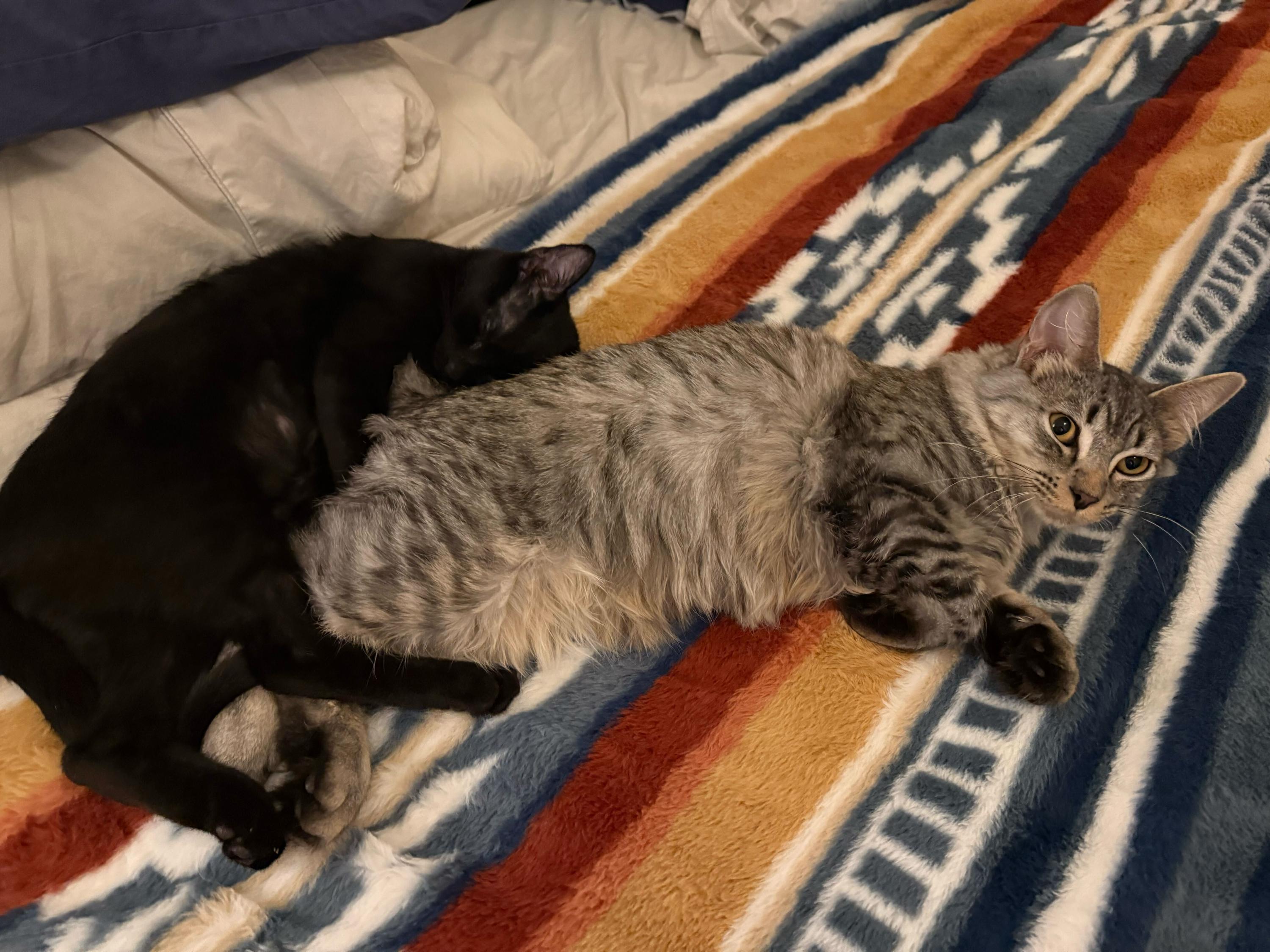 Flow and Graybie, ADOPTABLE, Kitten Female Domestic Short Hair.