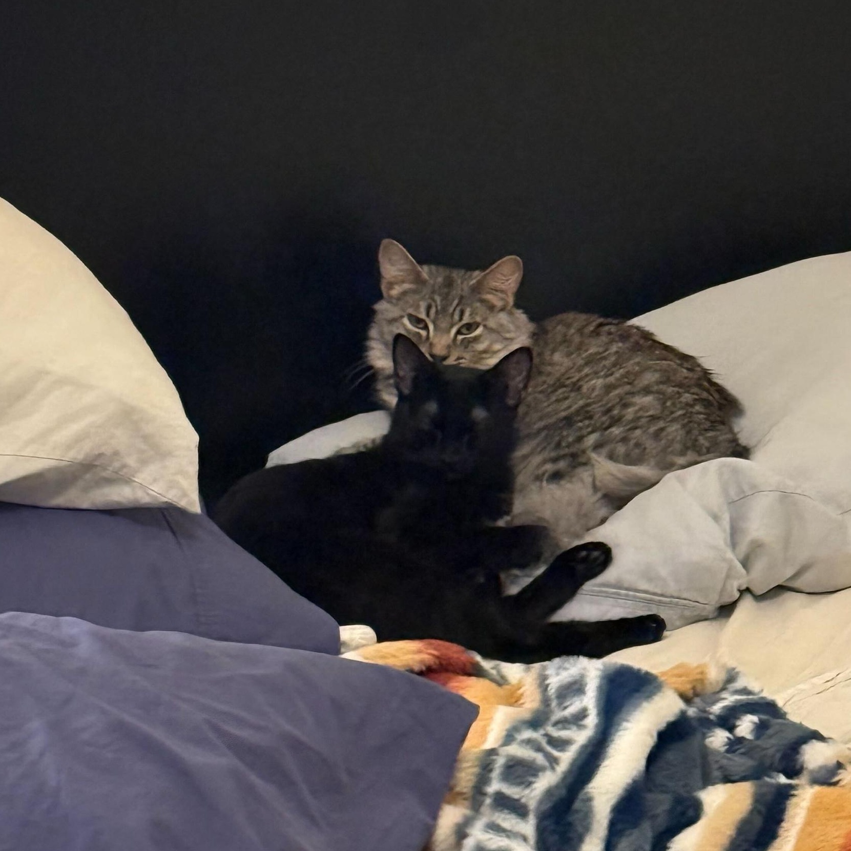 Enlarge Flow and Graybie, a ADOPTABLE Domestic Short Hair in Seattle, WA image 4/6