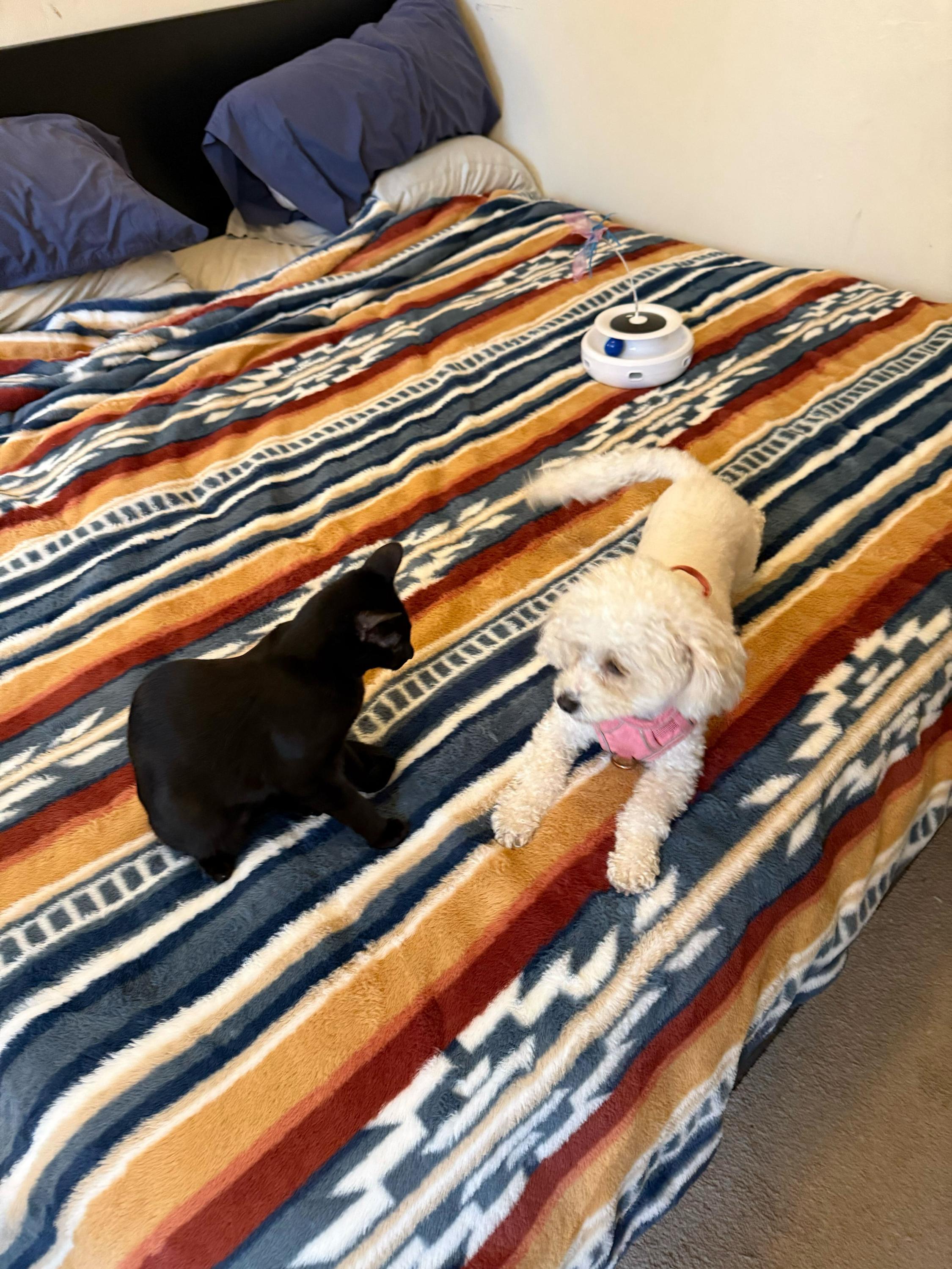 Enlarge Flow and Graybie, a ADOPTABLE Domestic Short Hair in Seattle, WA image 5/6