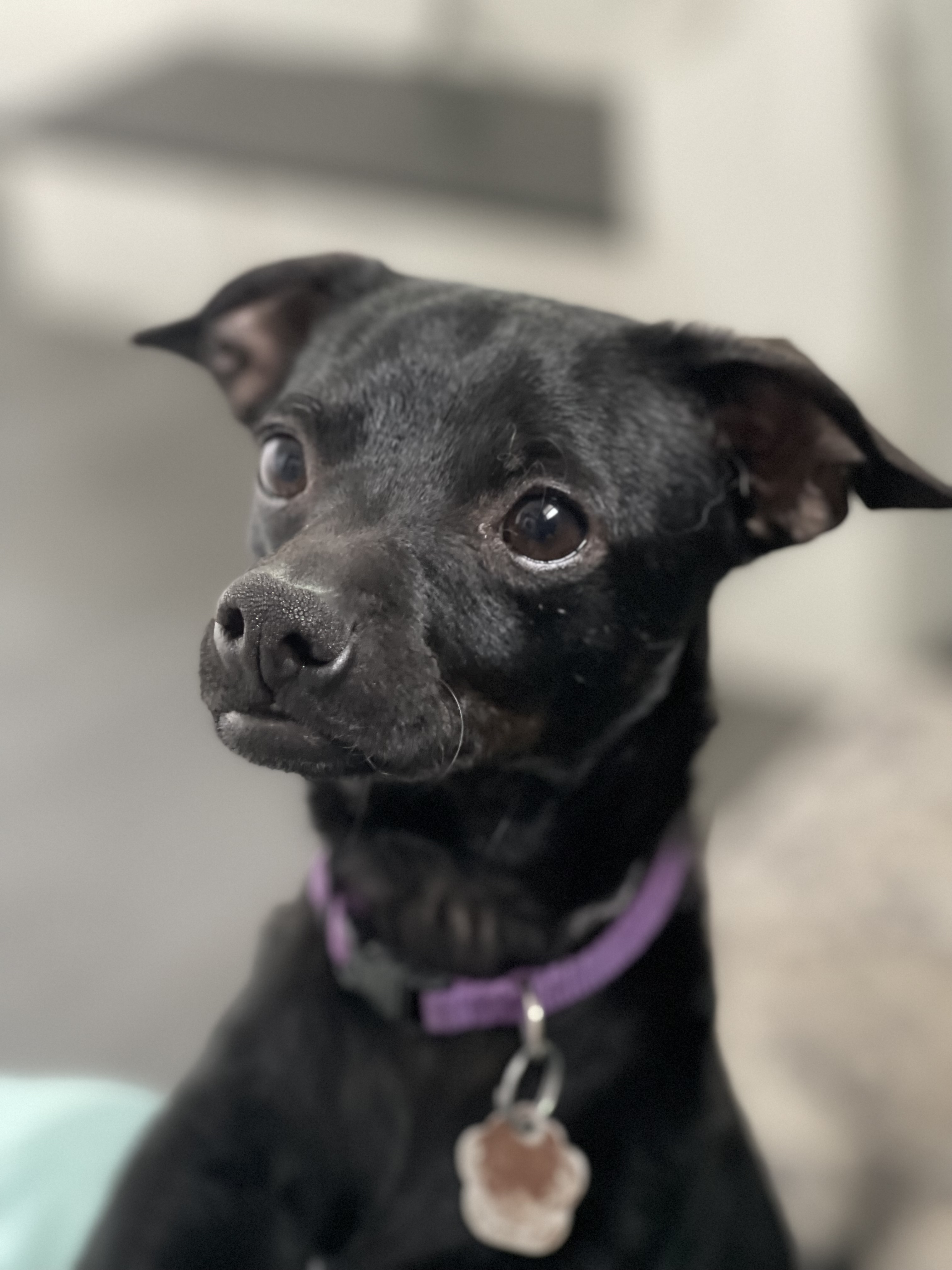 Enlarge Flint, a Adoptable Chihuahua in Santa Maria, CA image 1/6