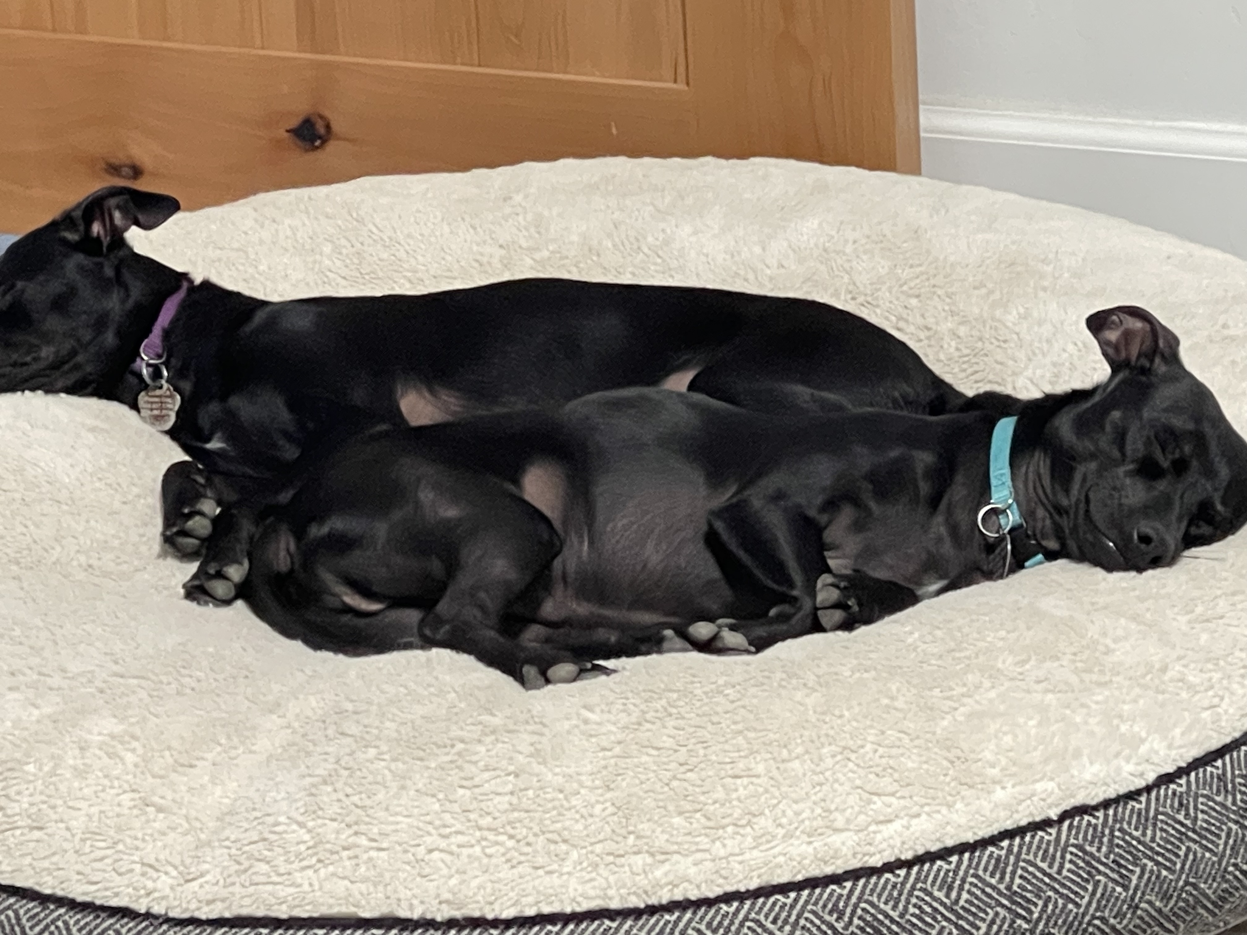 Enlarge Flint, a Adoptable Chihuahua in Santa Maria, CA image 4/6