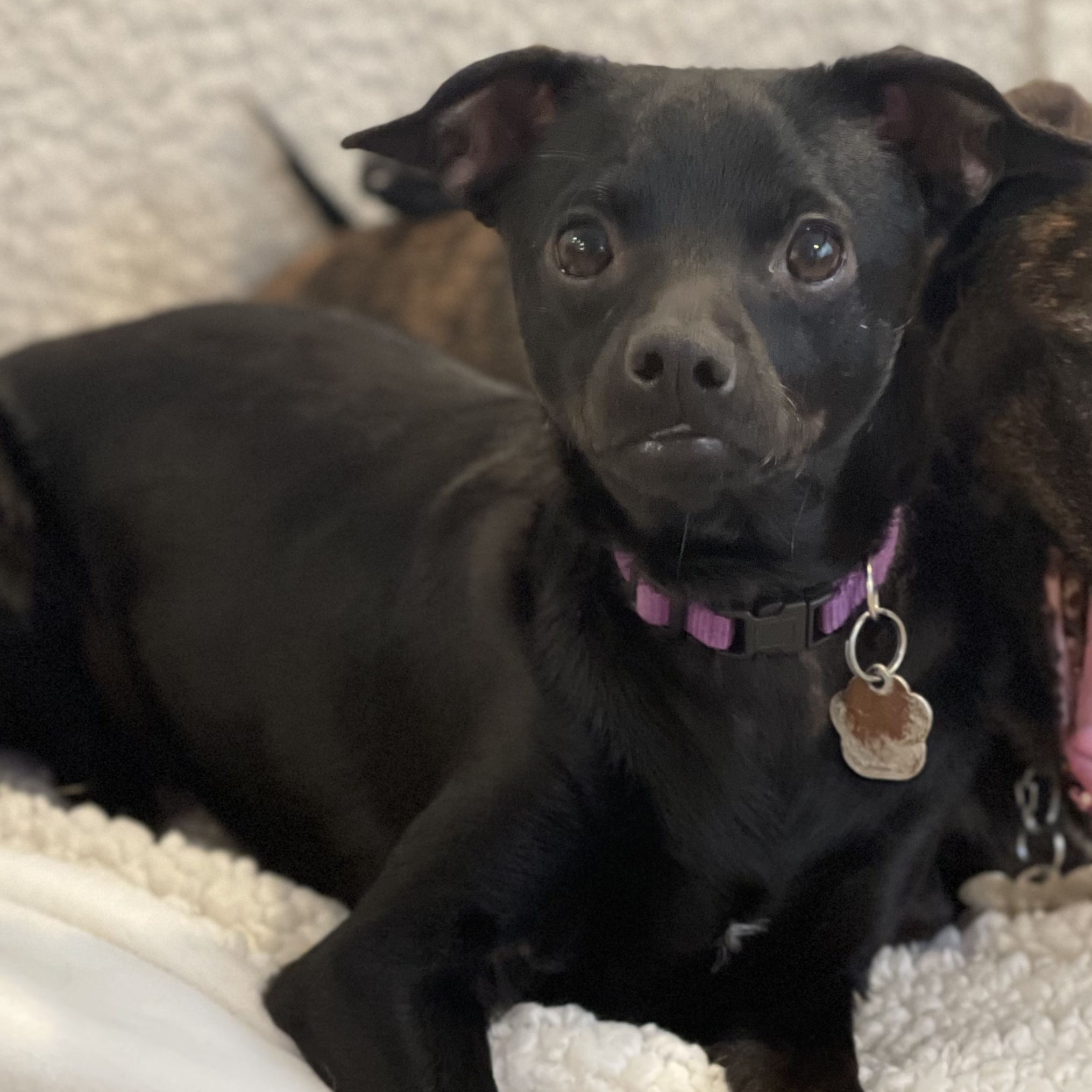 Enlarge Flint, a Adoptable Chihuahua in Santa Maria, CA image 2/6