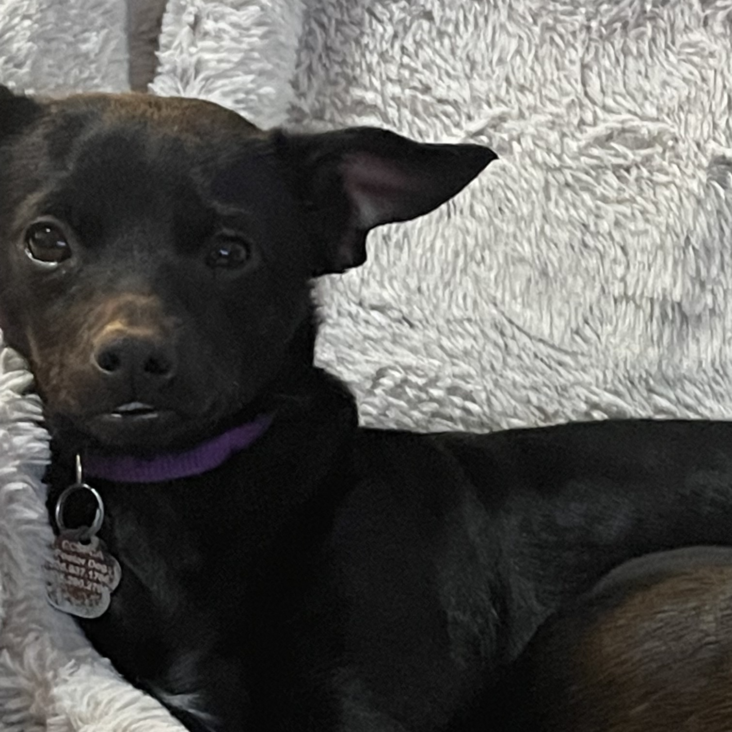 Enlarge Flint, a Adoptable Chihuahua in Santa Maria, CA image 3/6