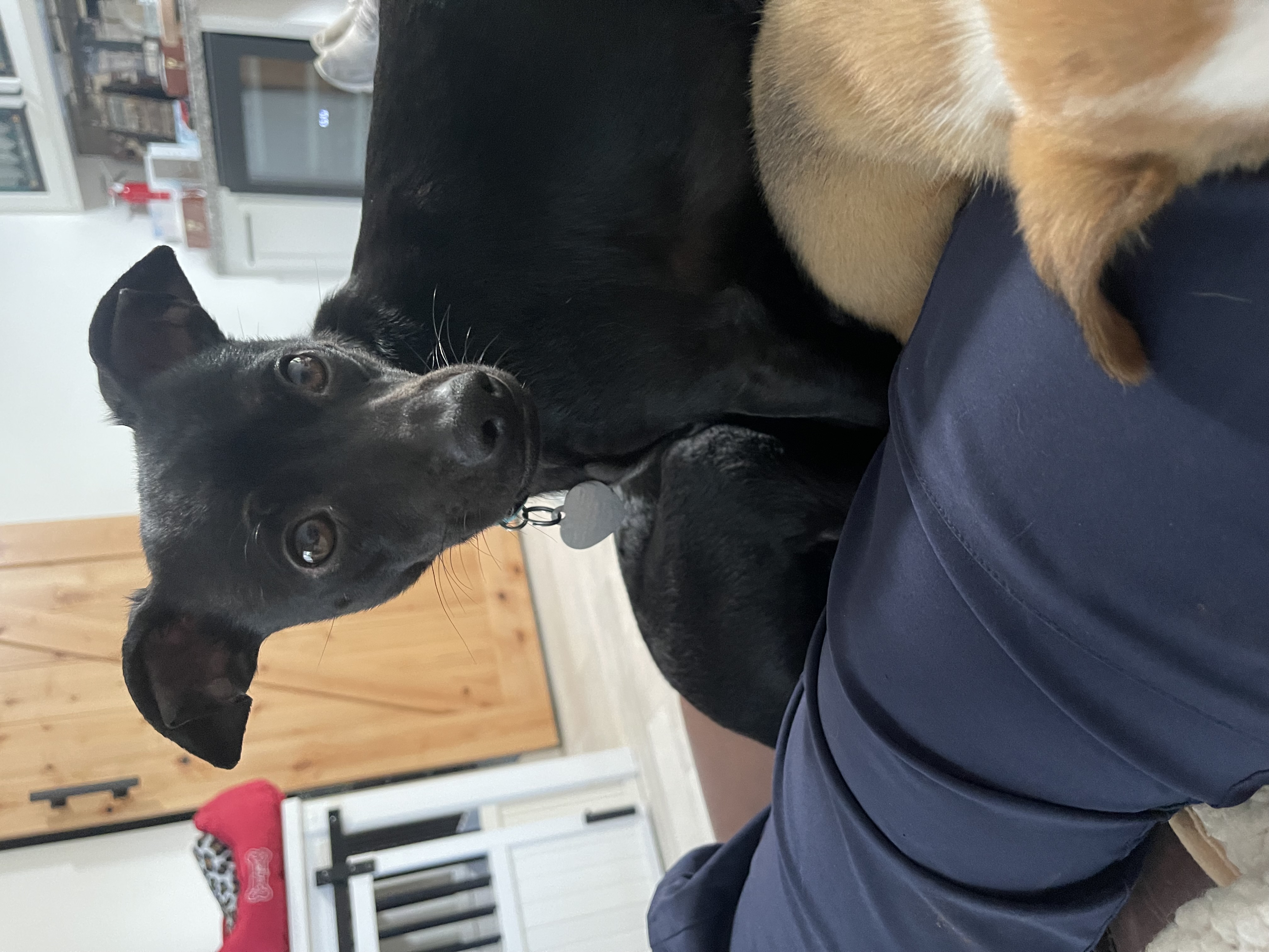 Enlarge Flint, a Adoptable Chihuahua in Santa Maria, CA image 5/6