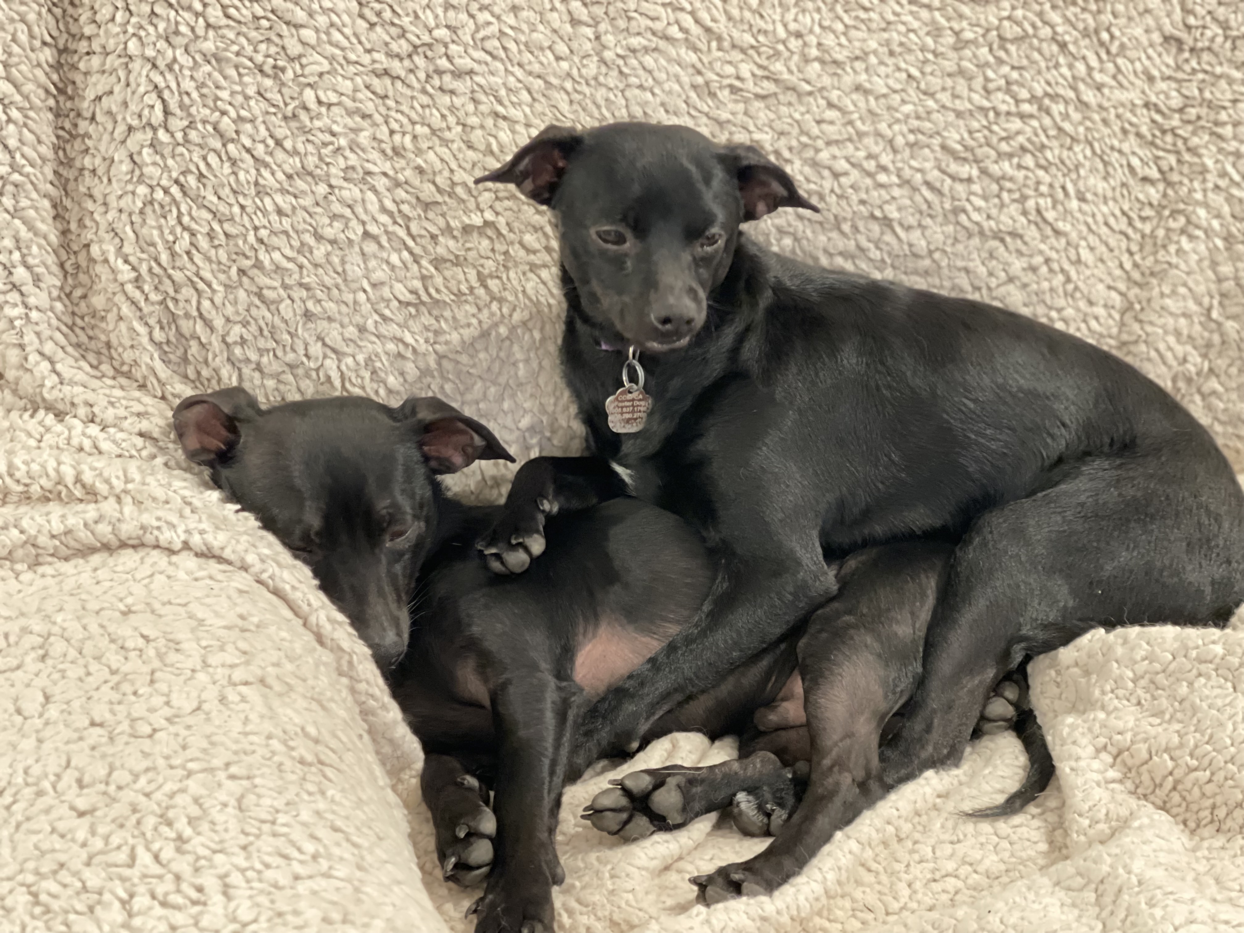 Enlarge Flint, a Adoptable Chihuahua in Santa Maria, CA image 6/6