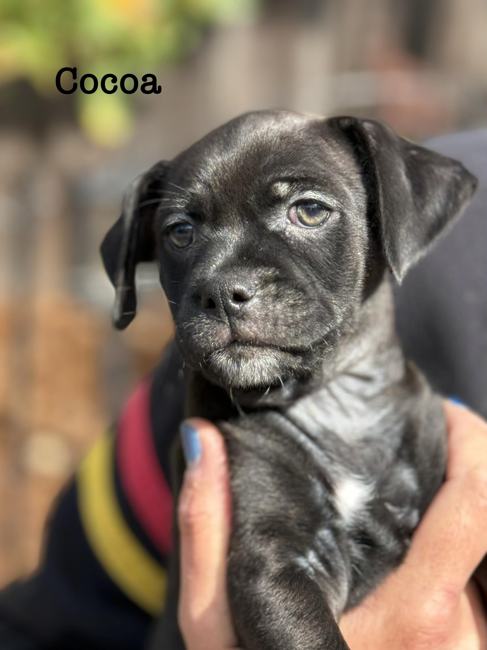 Enlarge Coco, a Adoptable mixed breed in benicia, CA image 2/3