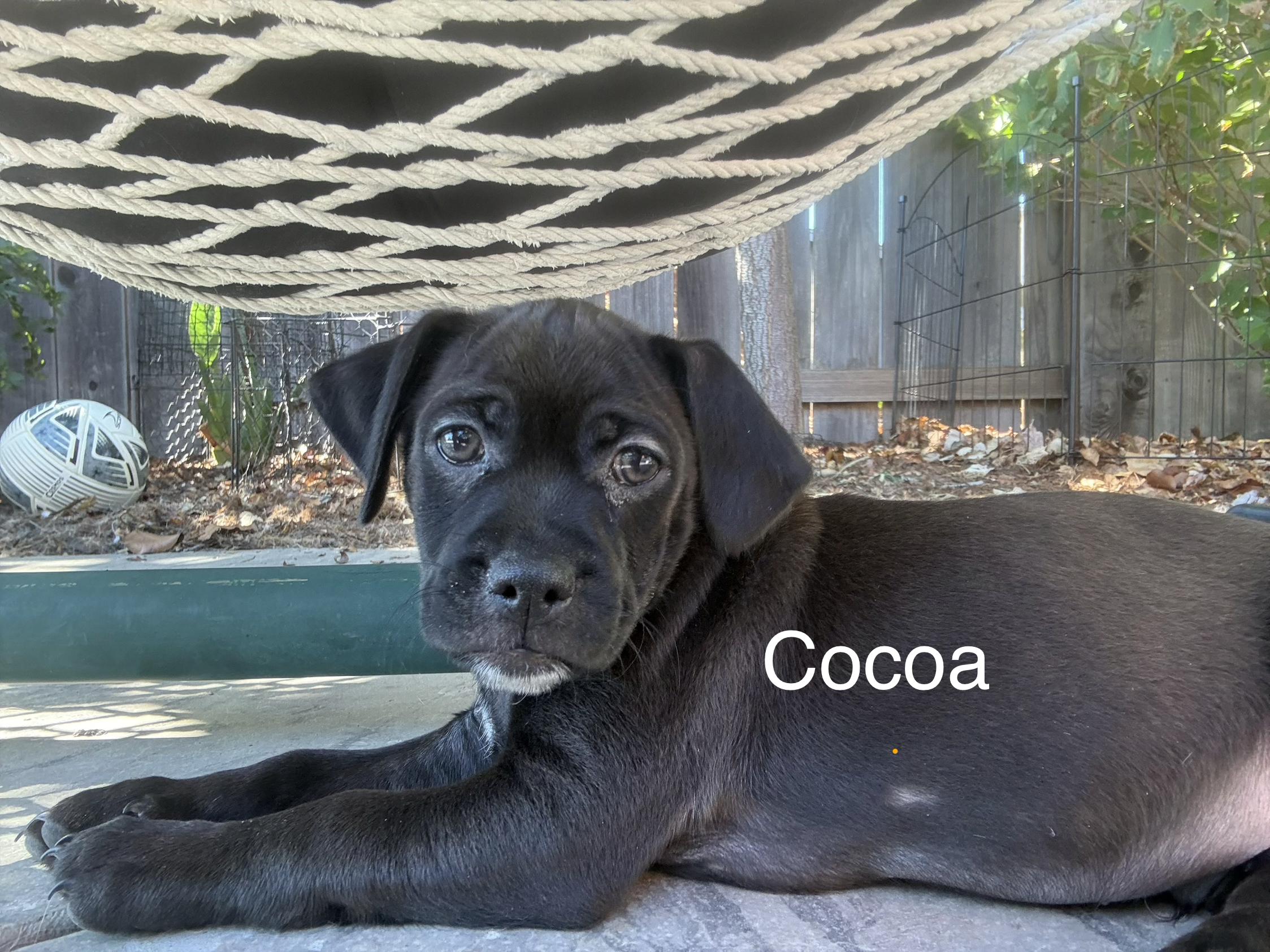 Coco, Adoptable, Puppy Male Beagle.