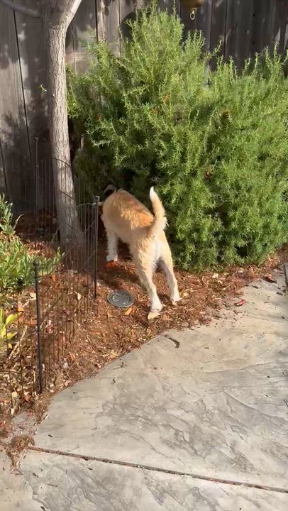 Enlarge Coco, a Adoptable mixed breed in benicia, CA video 3/3