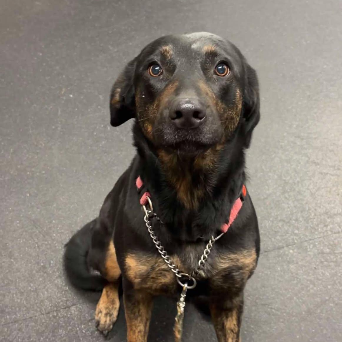 Enlarge Harper, a ADOPTABLE mixed breed in Valparaiso, IN image 1/2