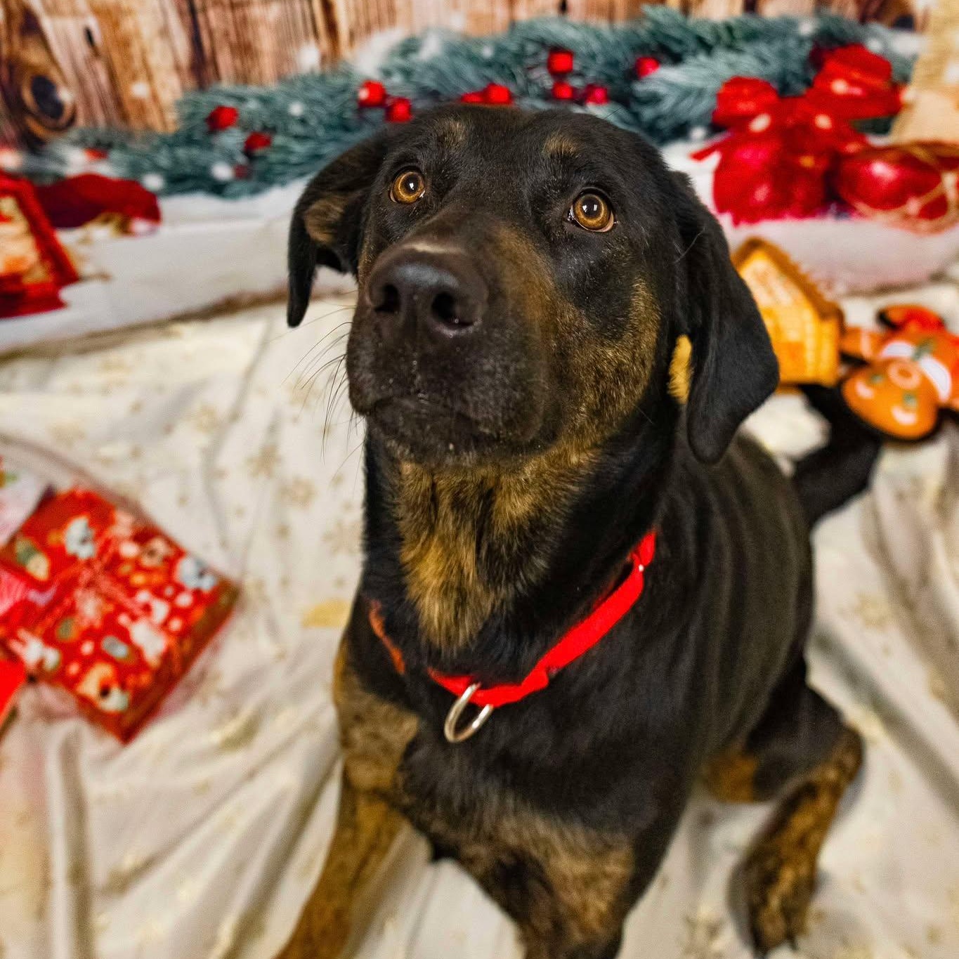 Enlarge Harper, a ADOPTABLE mixed breed in Valparaiso, IN image 2/2