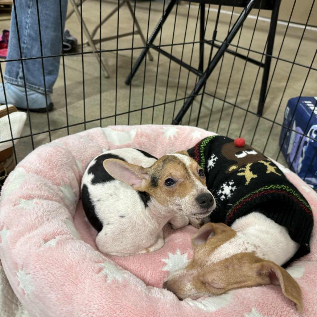 Tuna, Adoptable, Puppy Female Chihuahua.