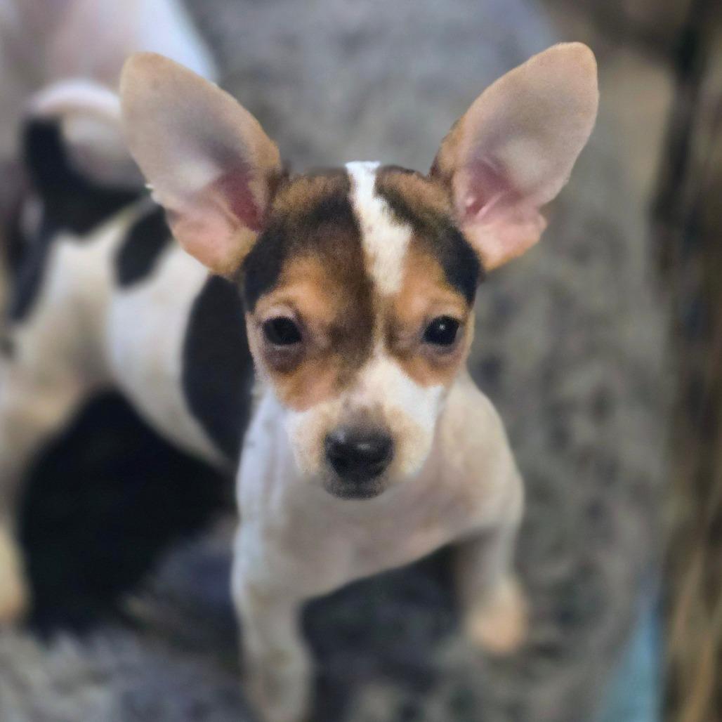 Tuna, Adoptable, Puppy Female Chihuahua.