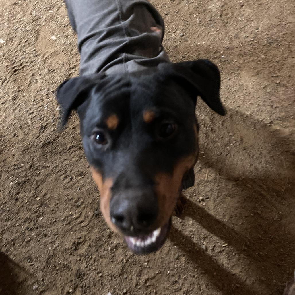 Monty — thumbnail 4