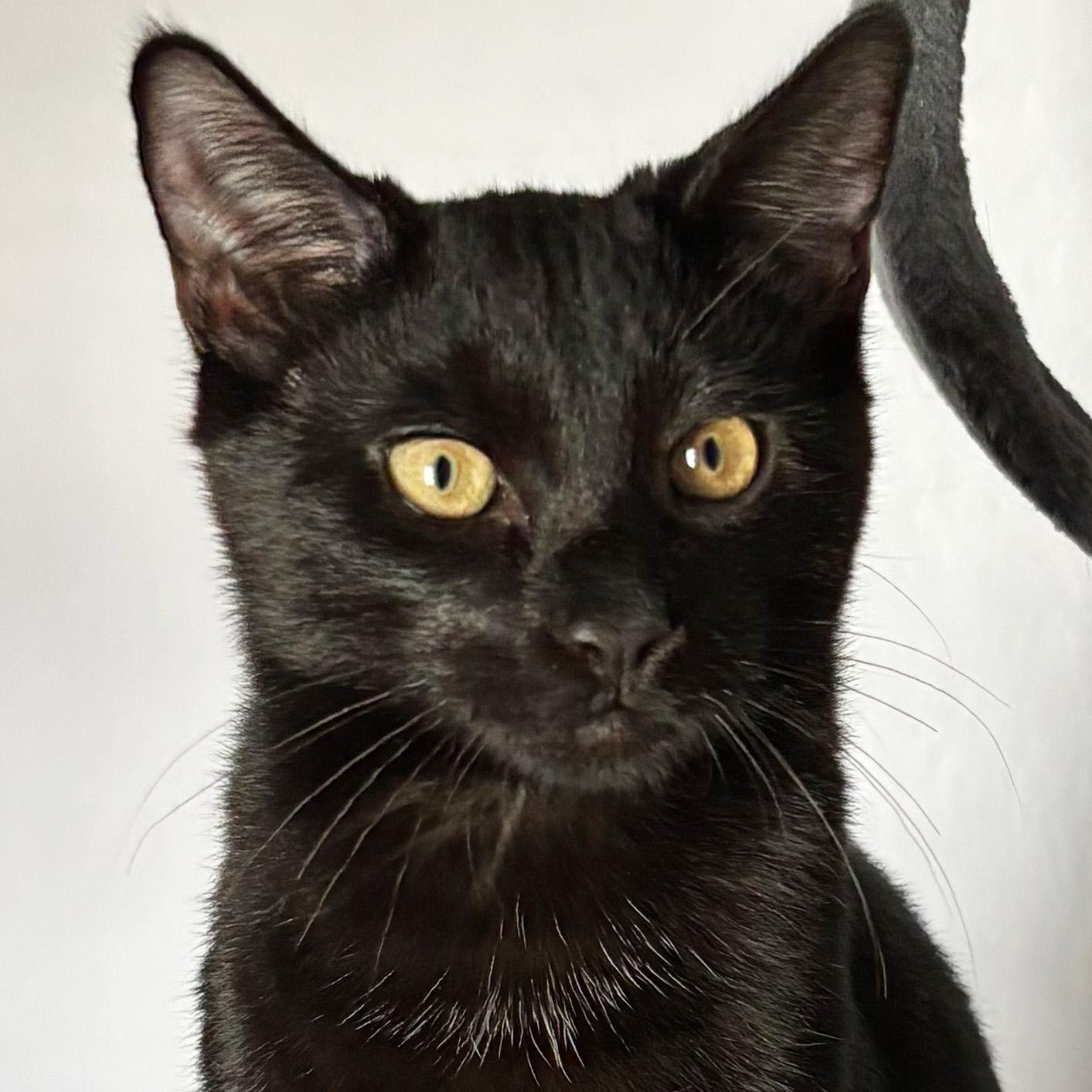 Moray, an adopted Domestic Short Hair in Fair Haven, VT image 1/5