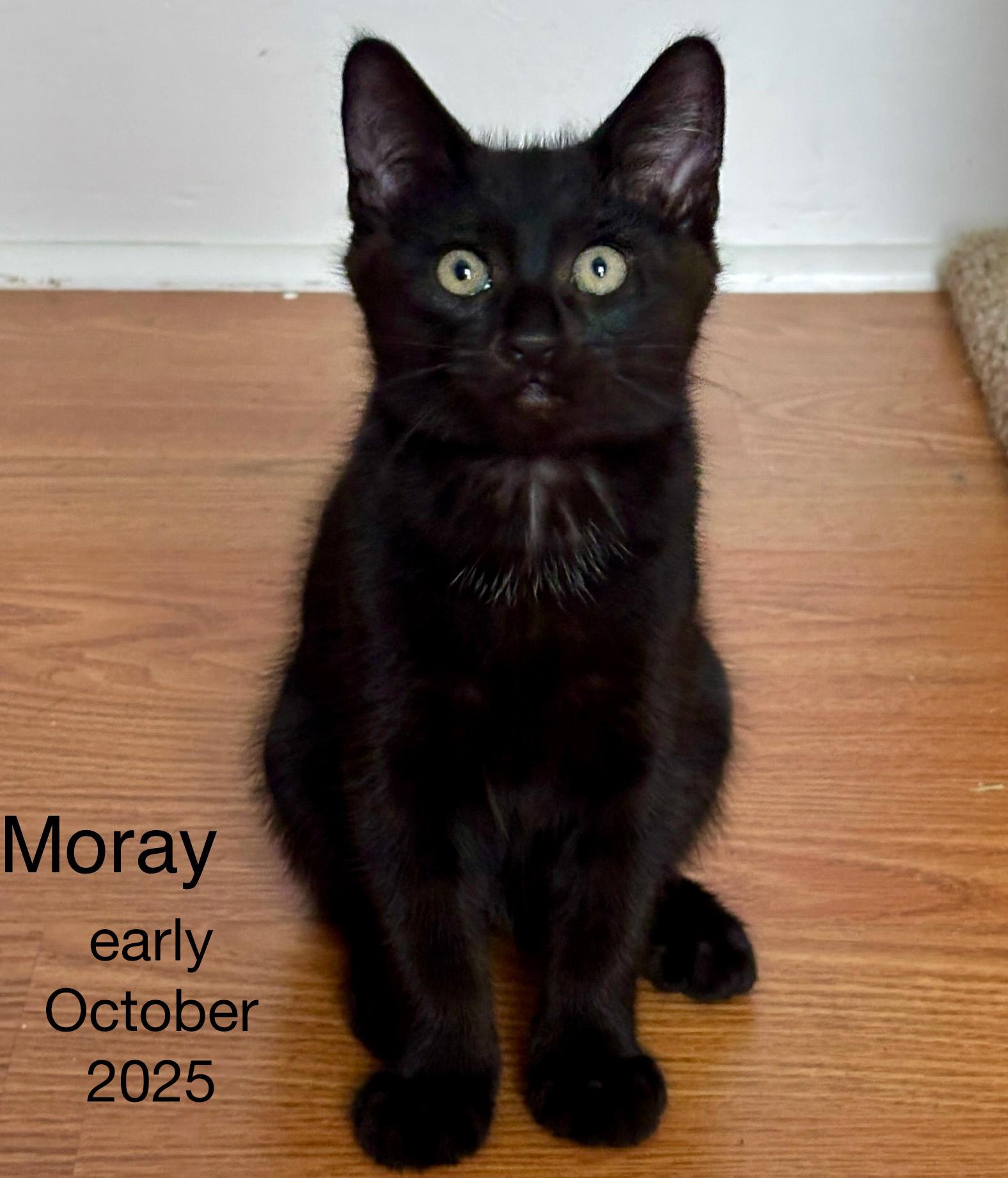 Moray, an adopted Domestic Short Hair in Fair Haven, VT image 3/5