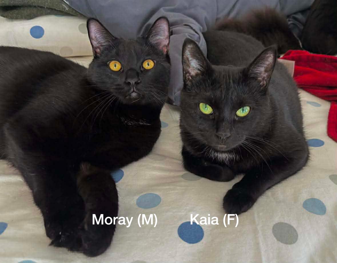 Moray, an adopted Domestic Short Hair in Fair Haven, VT image 2/5