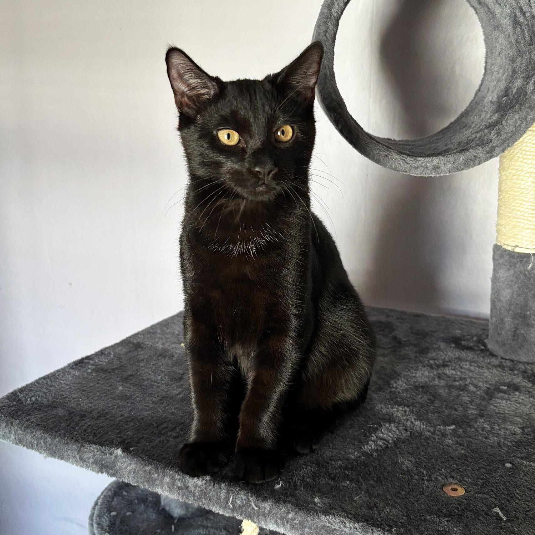 Moray, an adopted Domestic Short Hair in Fair Haven, VT image 4/5