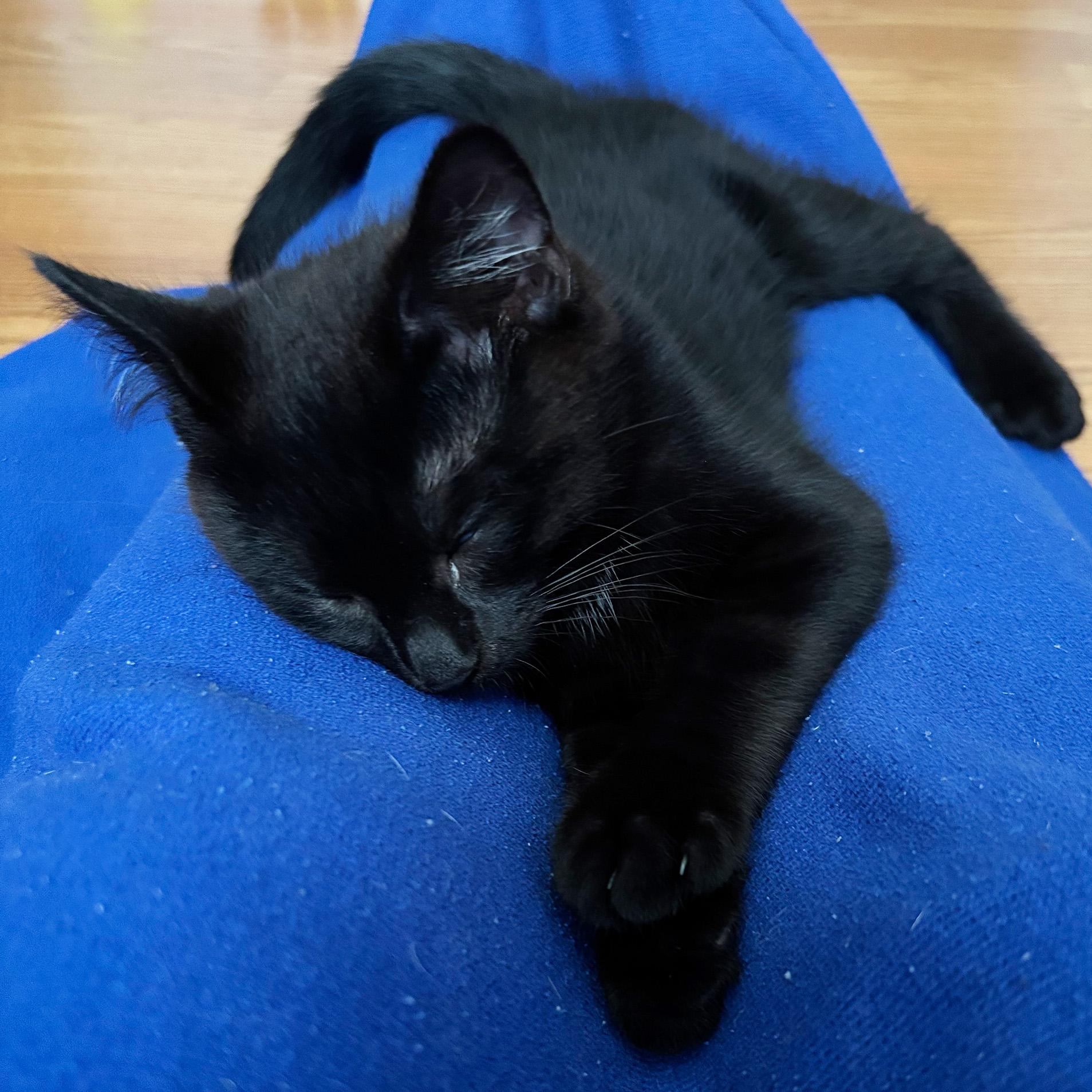 Moray, an adopted Domestic Short Hair in Fair Haven, VT image 5/5