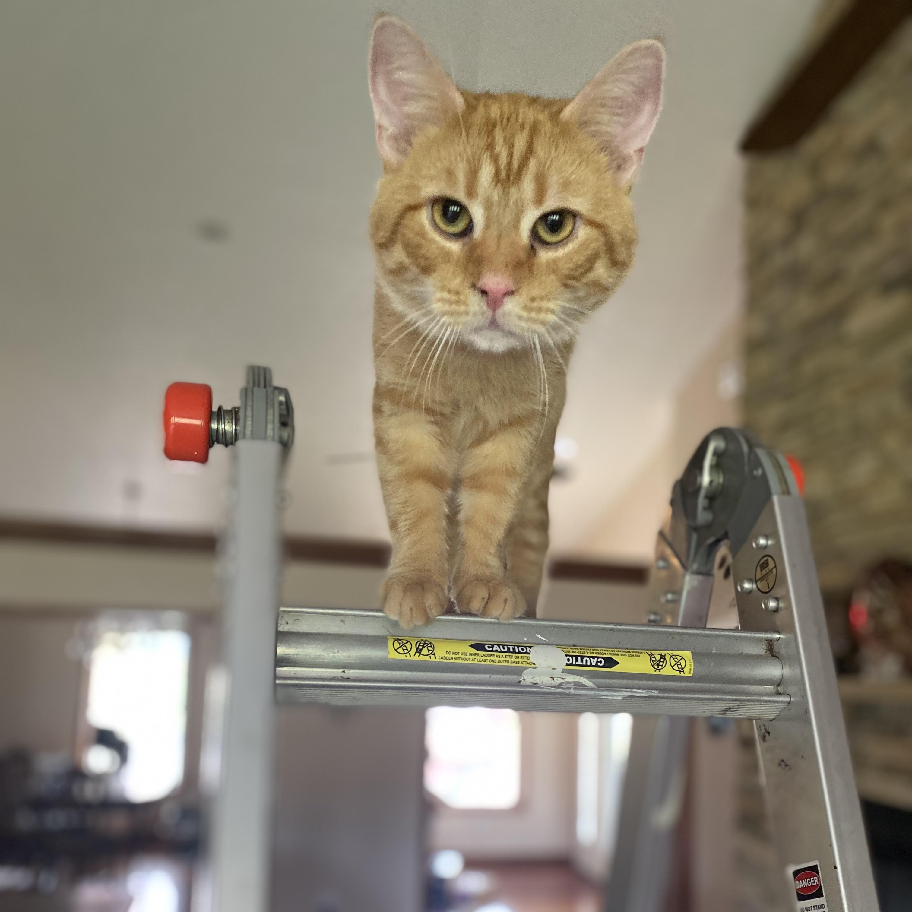 Enlarge  Buddy, a Adoptable Domestic Short Hair in Morgantown, WV image 5/5