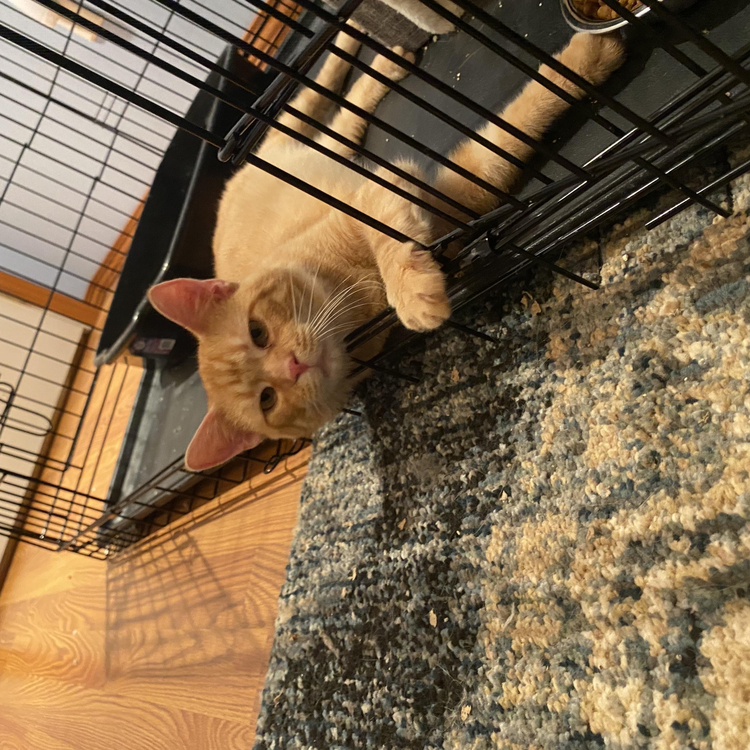 Enlarge  Buddy, a Adoptable Domestic Short Hair in Morgantown, WV image 3/5