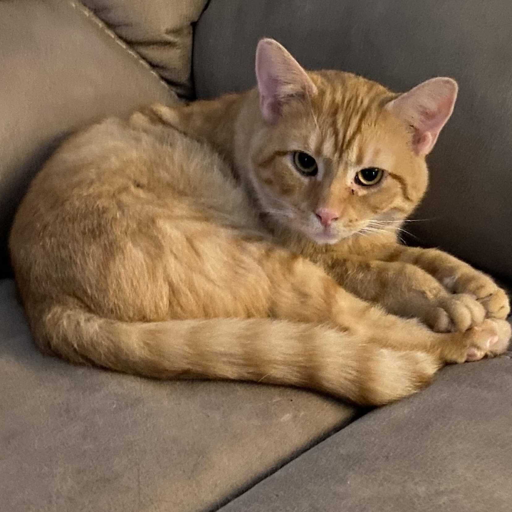  Buddy, Adoptable, Young Male Domestic Short Hair.