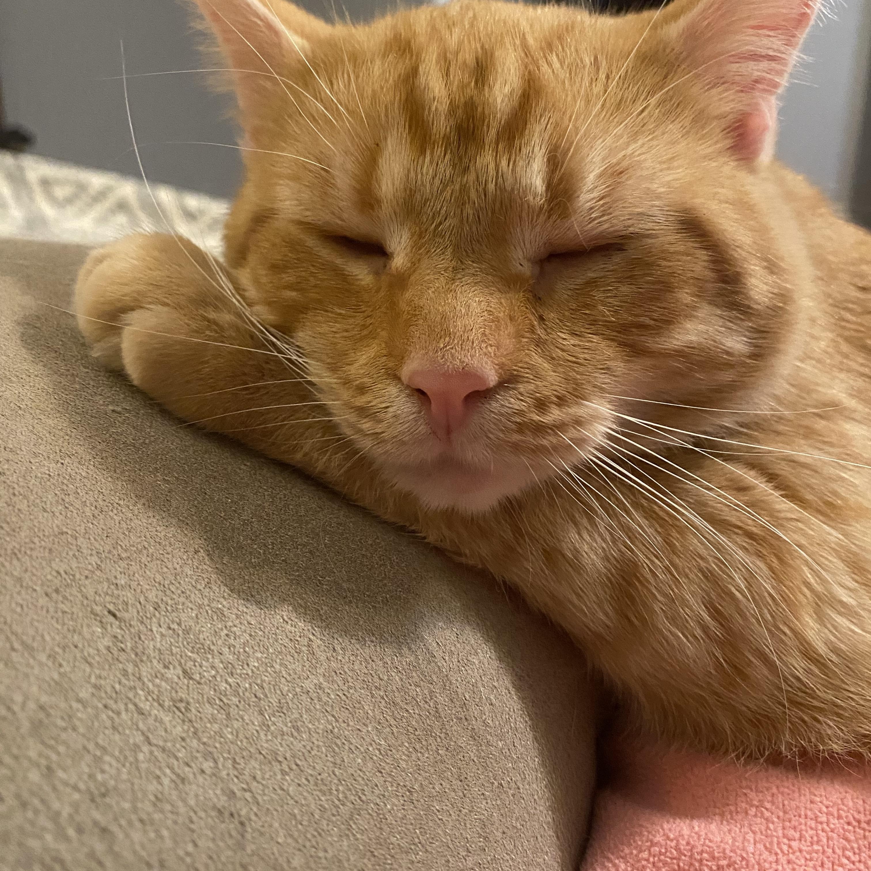 Enlarge  Buddy, a Adoptable Domestic Short Hair in Morgantown, WV image 2/5