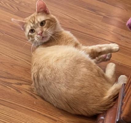 Enlarge  Buddy, a Adoptable Domestic Short Hair in Morgantown, WV image 4/5