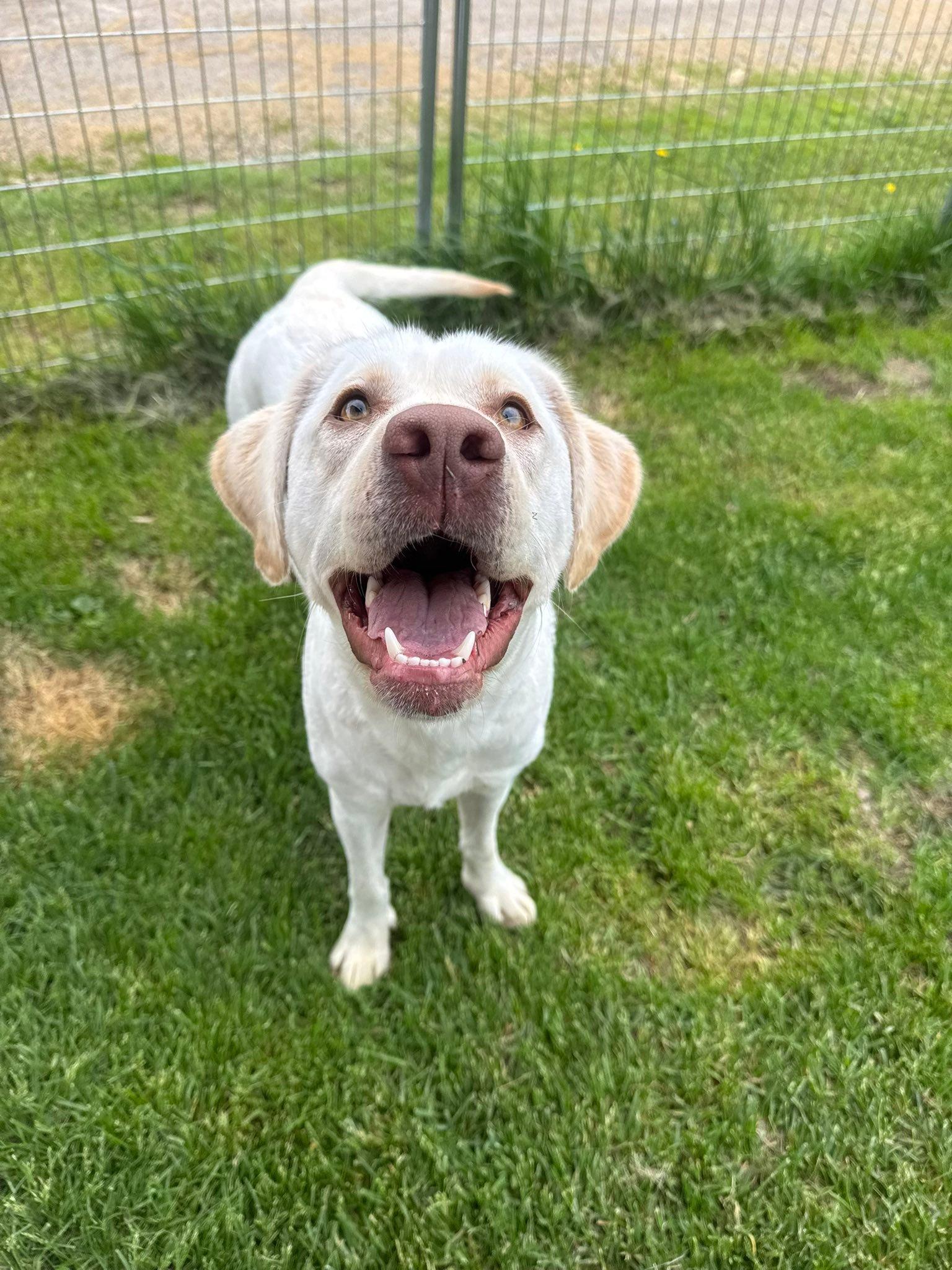 Myiah, ADOPTABLE, Young Female Labrador Retriever.