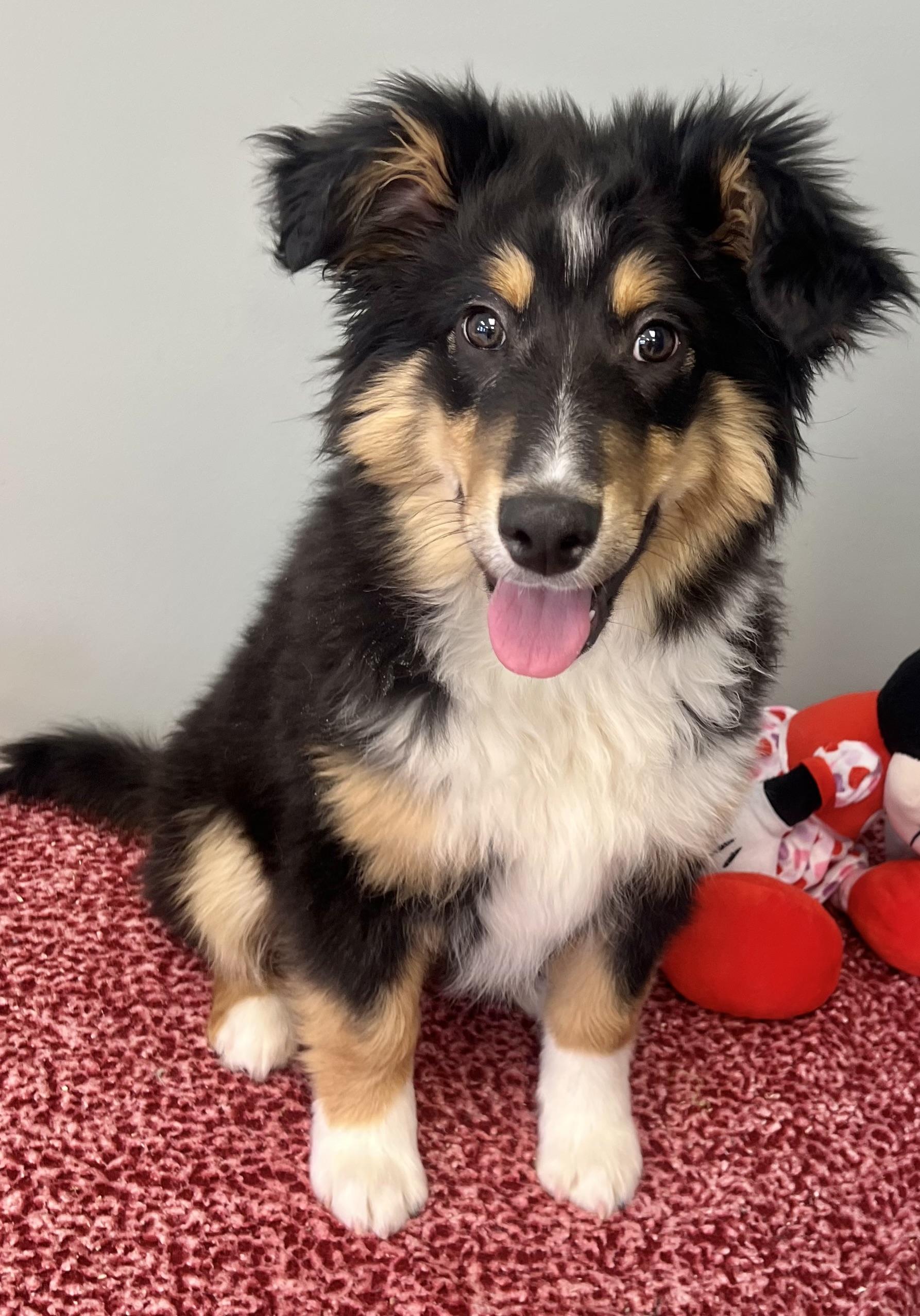 SPRUCE, adopted, Puppy Male Bernese Mountain Dog & Collie.