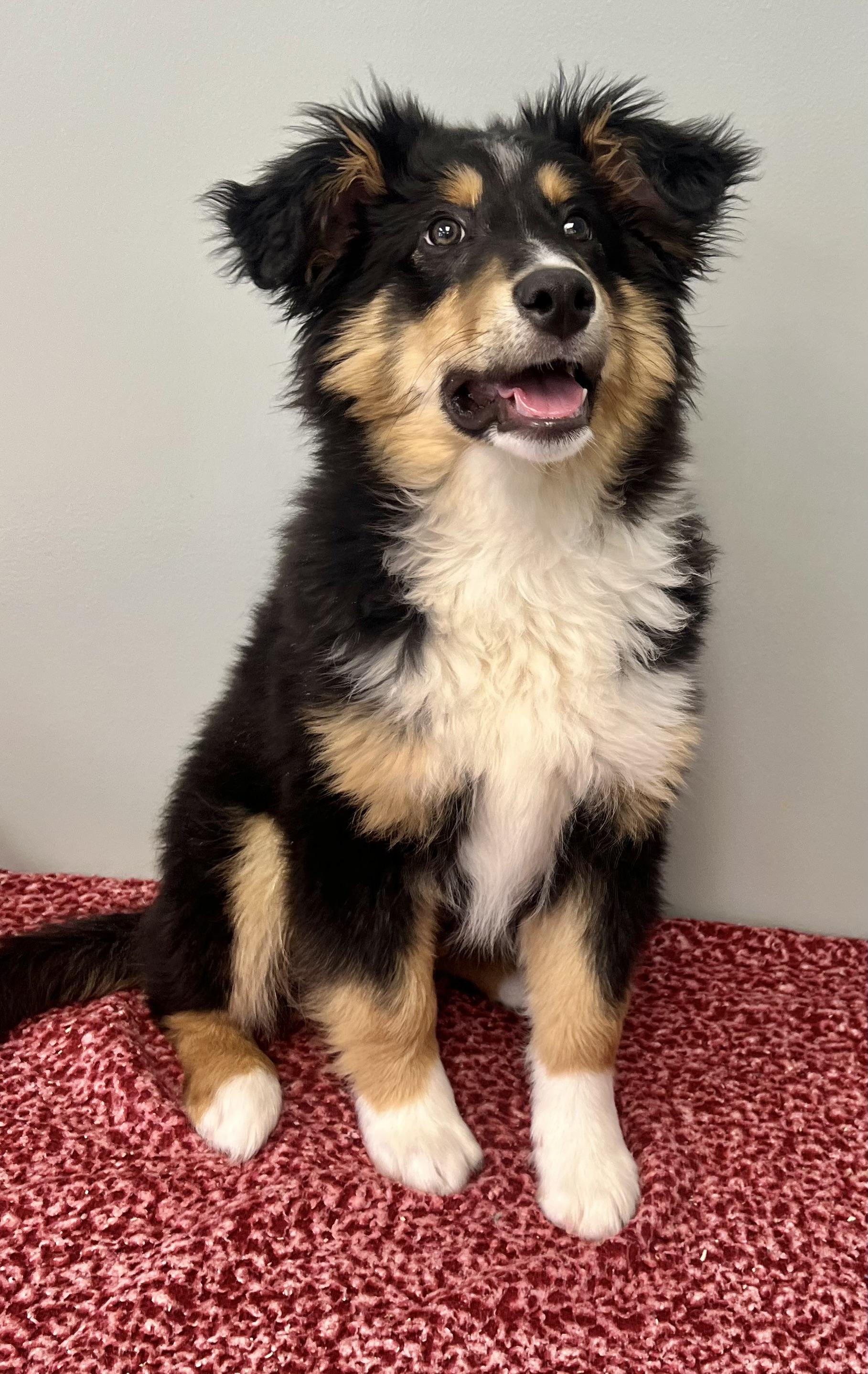 SPRUCE, an adopted mixed breed in Belmont, NY image 2/5