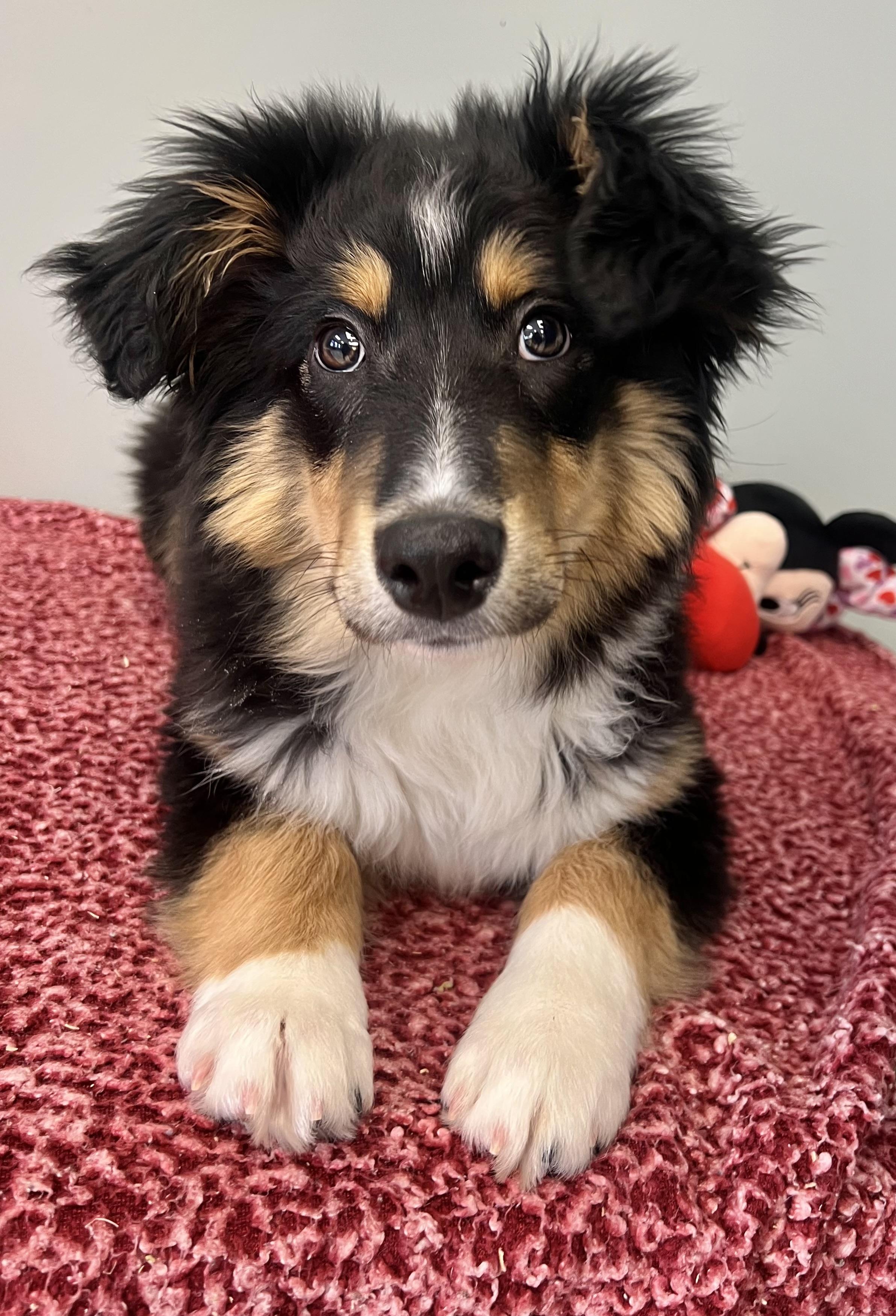 SPRUCE, an adopted mixed breed in Belmont, NY image 4/5