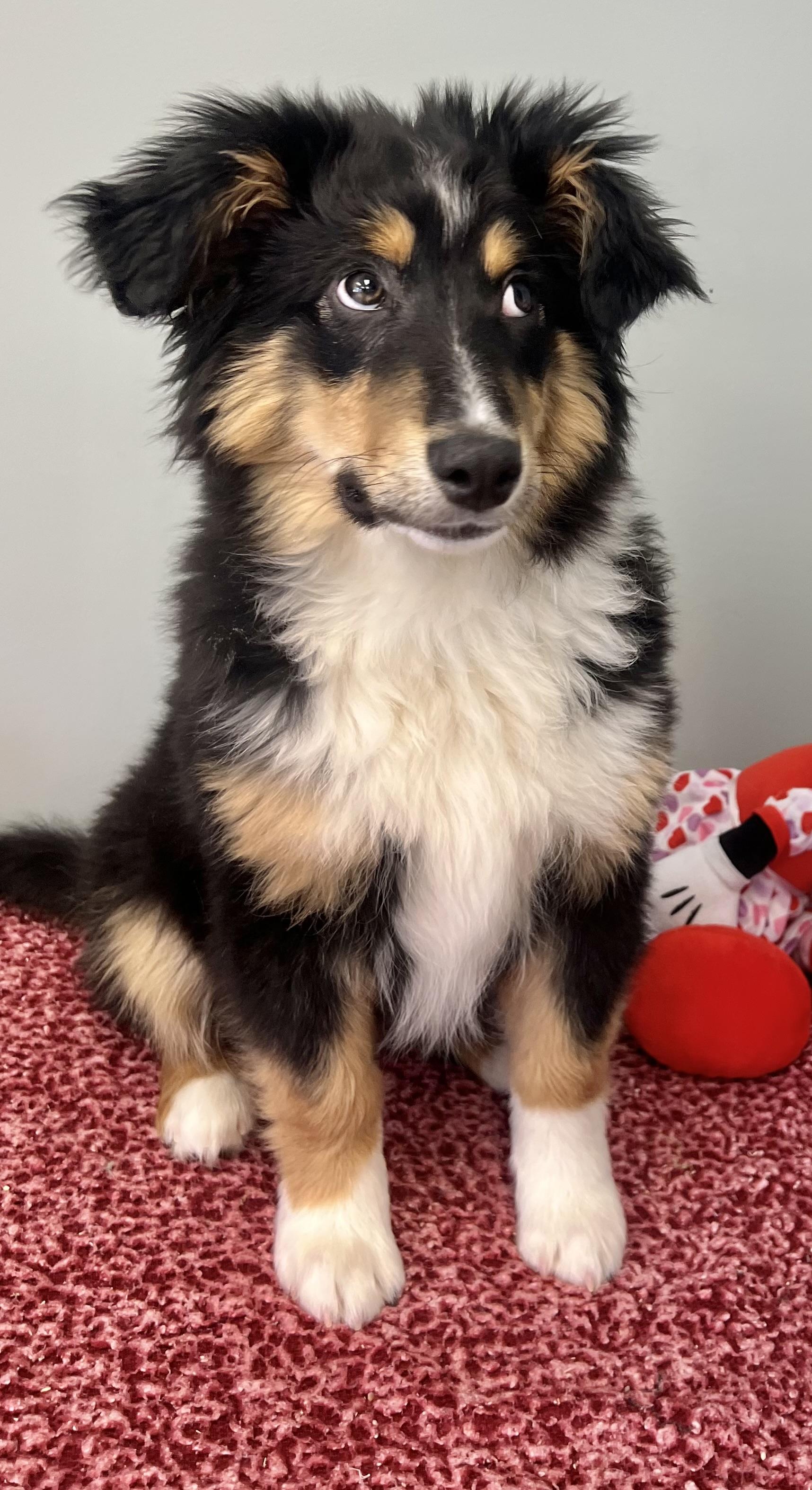 SPRUCE, an adopted mixed breed in Belmont, NY image 5/5