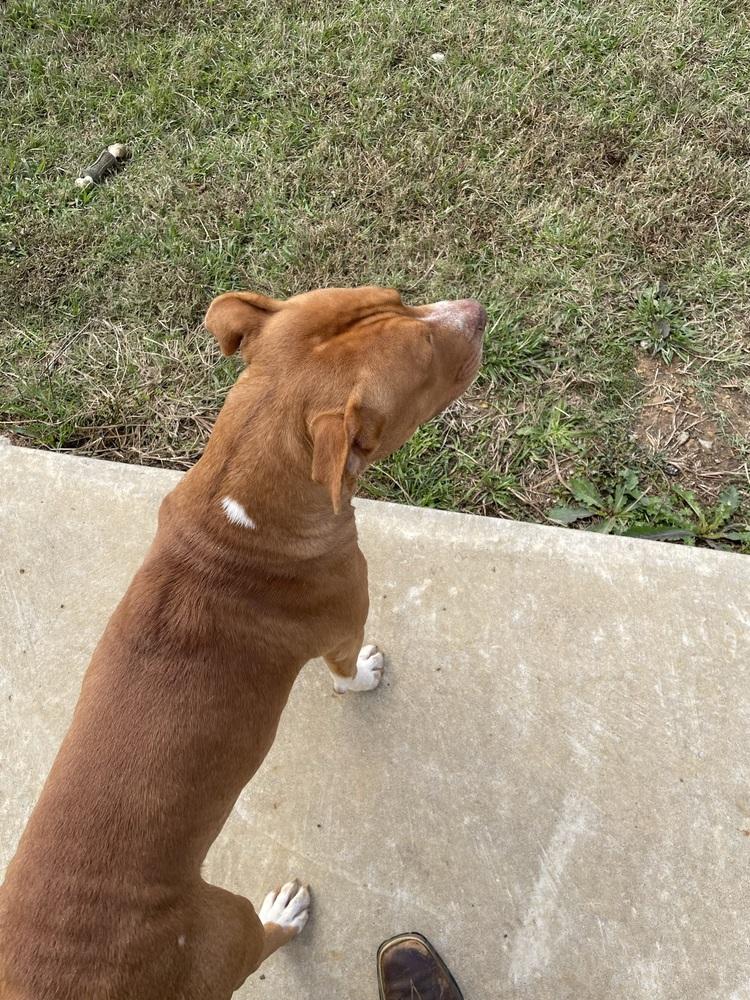 River, a Adopted Staffordshire Bull Terrier in Crystal Springs, MS image 1/5