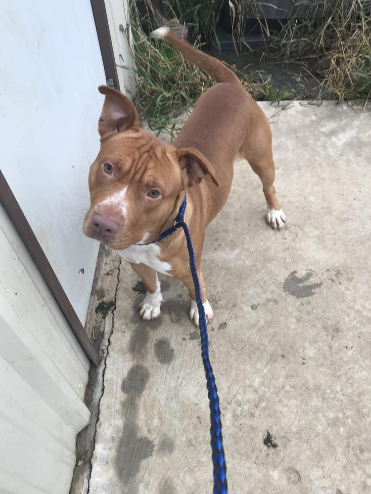 River, a Adopted Staffordshire Bull Terrier in Crystal Springs, MS image 3/5