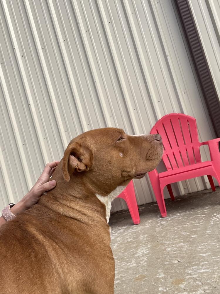 River, a Adopted Staffordshire Bull Terrier in Crystal Springs, MS image 4/5