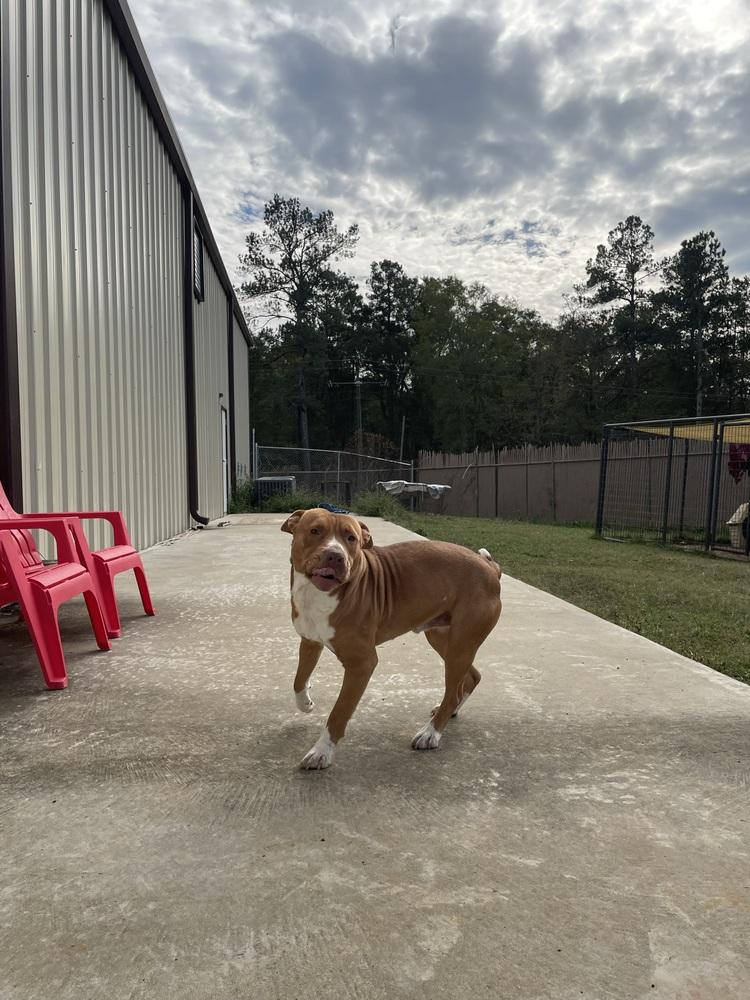 River, a Adopted Staffordshire Bull Terrier in Crystal Springs, MS image 5/5