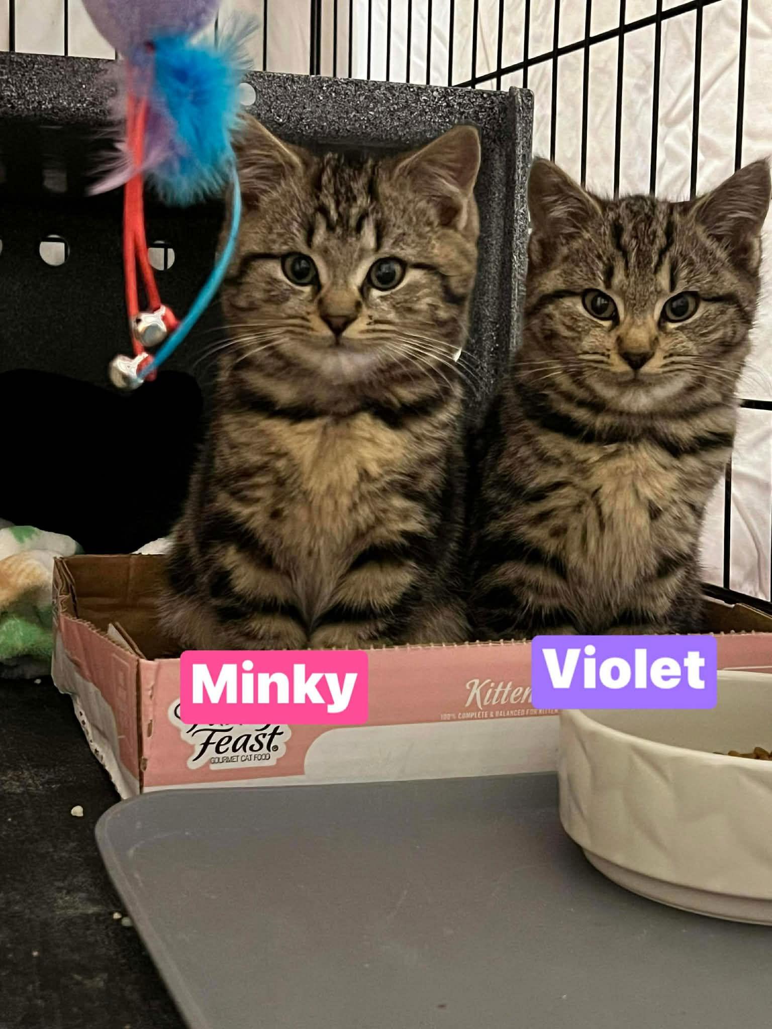 Violet, Adoptable, Kitten Female Domestic Short Hair & Tabby.