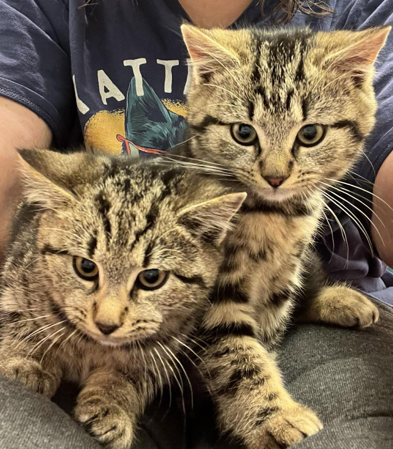 Enlarge Violet, a Adoptable mixed breed in Yardley, PA image 2/3