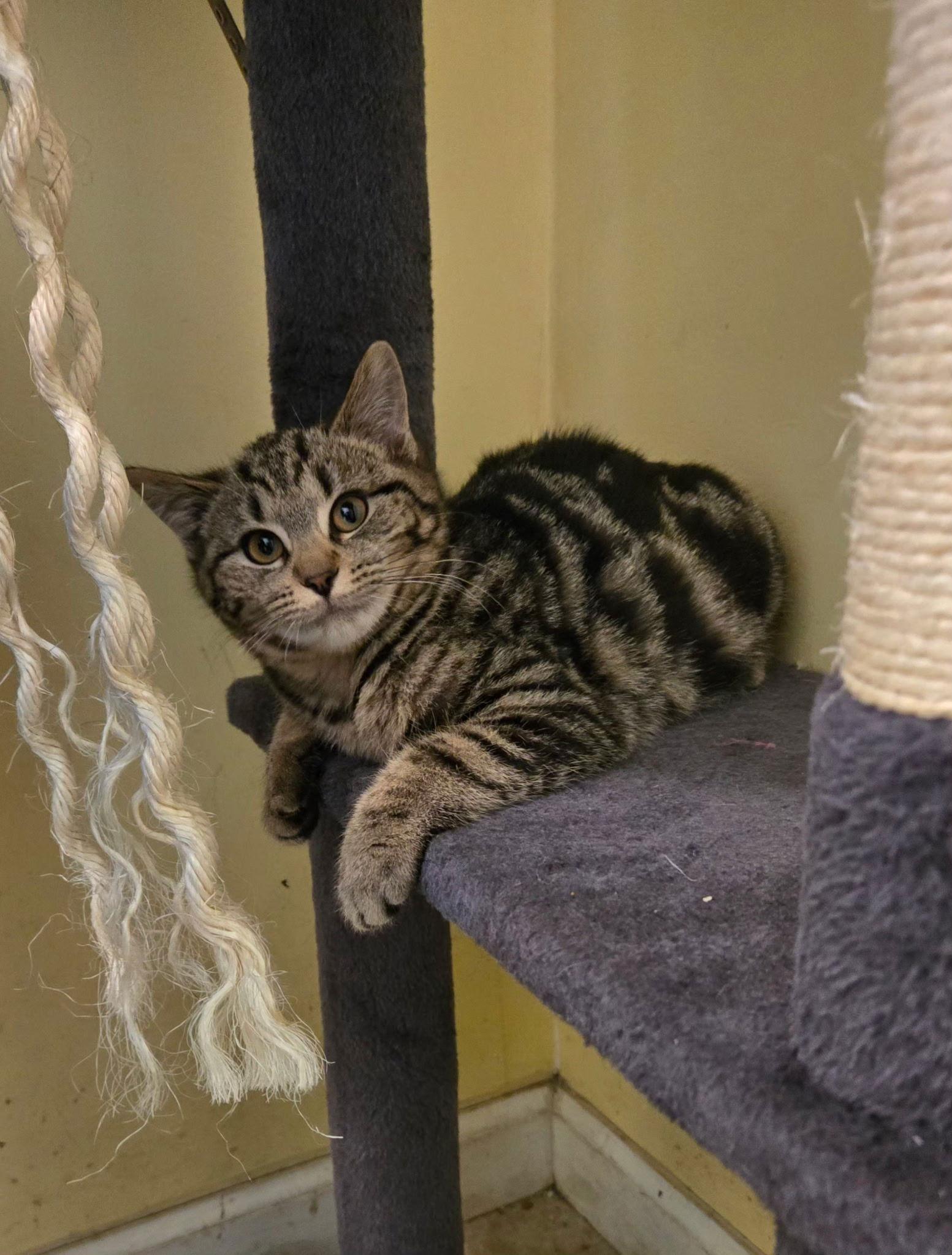 Enlarge Violet, a Adoptable mixed breed in Yardley, PA image 3/3