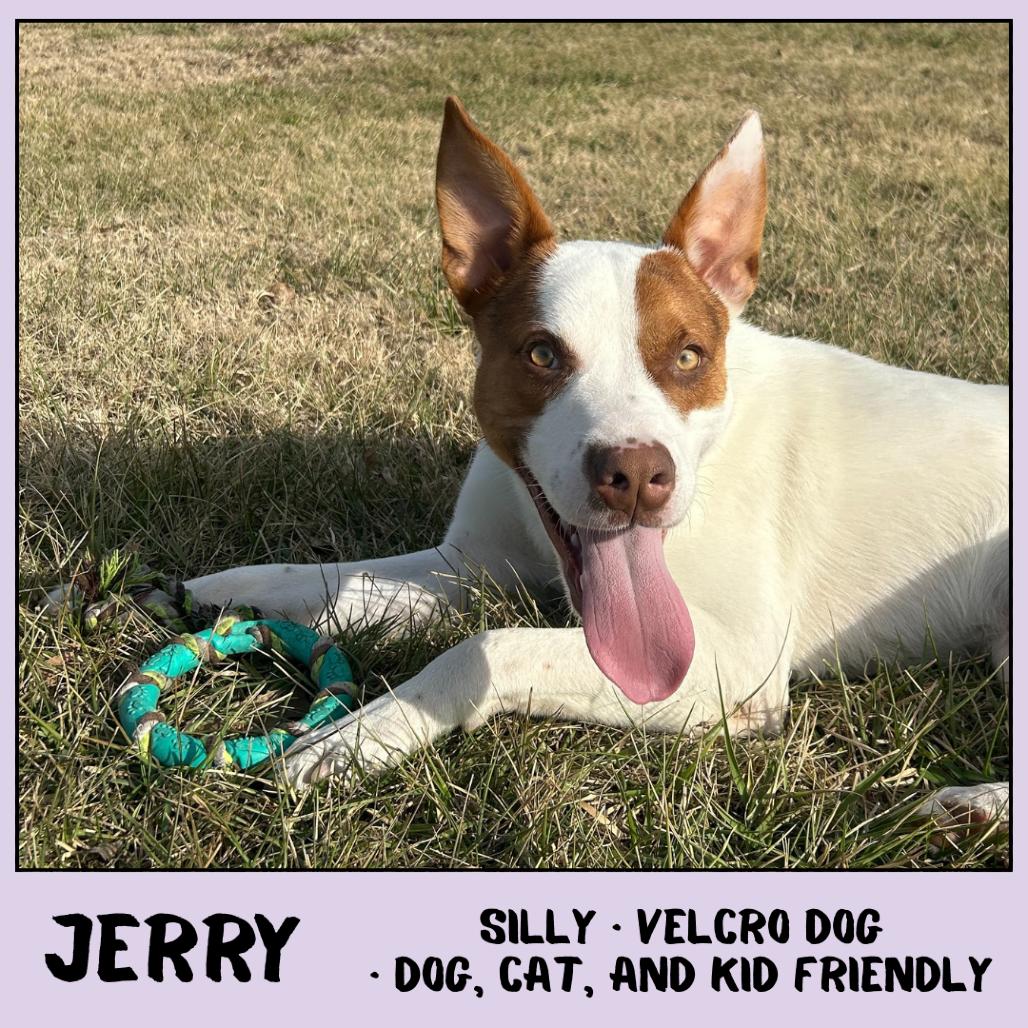 Enlarge Jerry, a Adoptable Mixed Breed in Emporia, KS image 1/6