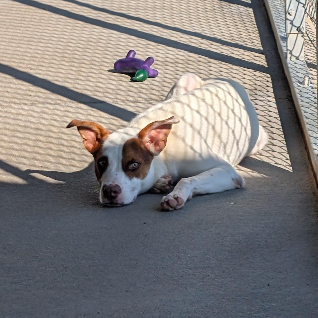 Enlarge Jerry, a Adoptable Mixed Breed in Emporia, KS image 2/6