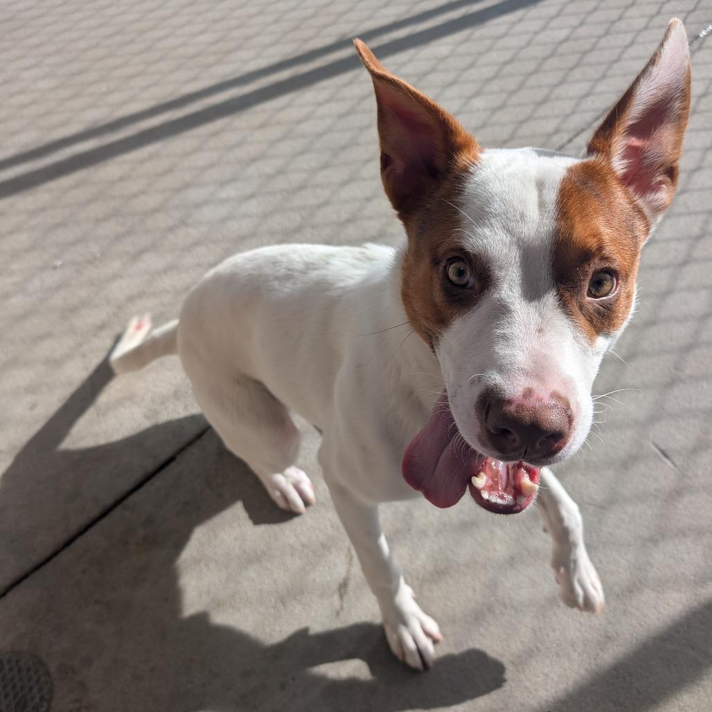 Enlarge Jerry, a Adoptable Mixed Breed in Emporia, KS image 3/6