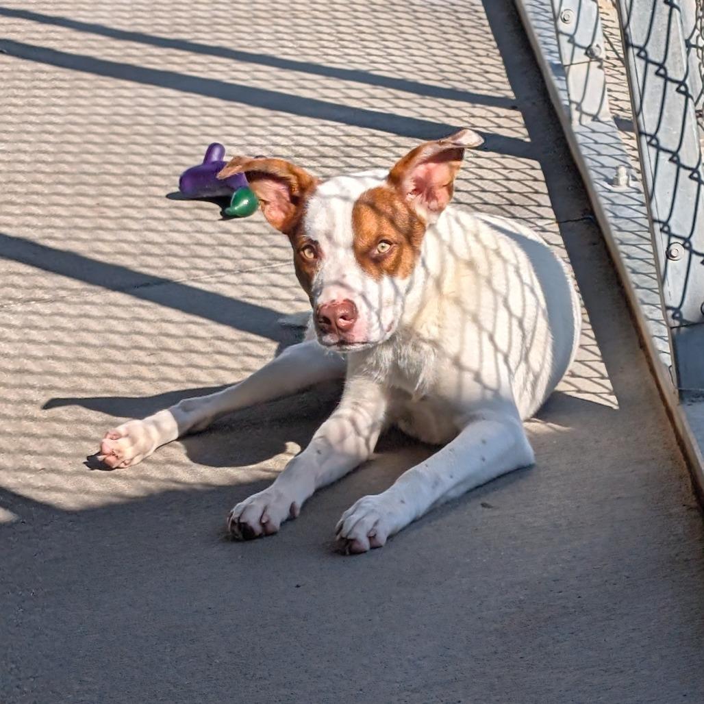 Enlarge Jerry, a Adoptable Mixed Breed in Emporia, KS image 3/6