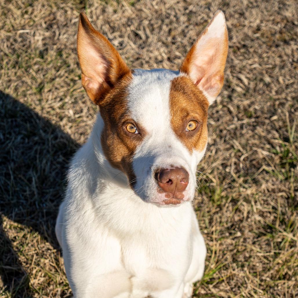 Jerry, a Adoptable Mixed Breed in Emporia, KS image 3/6