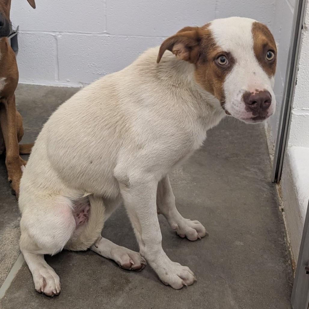 Enlarge Jerry, a Adoptable Mixed Breed in Emporia, KS image 4/6