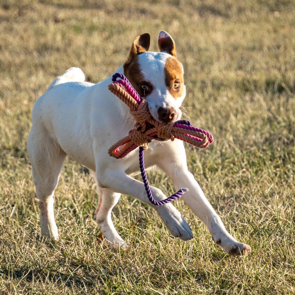 Jerry, a Adoptable Mixed Breed in Emporia, KS image 4/6