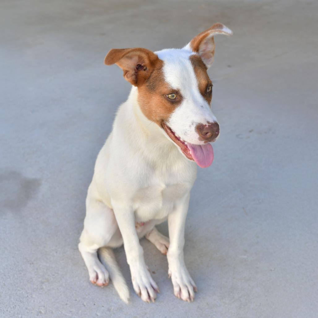 Enlarge Jerry, a Adoptable Mixed Breed in Emporia, KS image 5/6