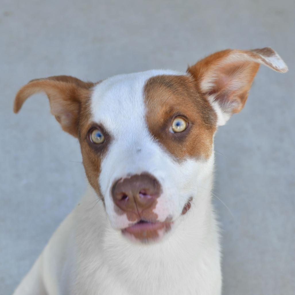 Enlarge Jerry, a Adoptable Mixed Breed in Emporia, KS image 6/6