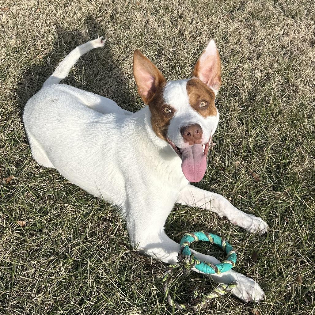 Jerry, a Adoptable Mixed Breed in Emporia, KS image 6/6
